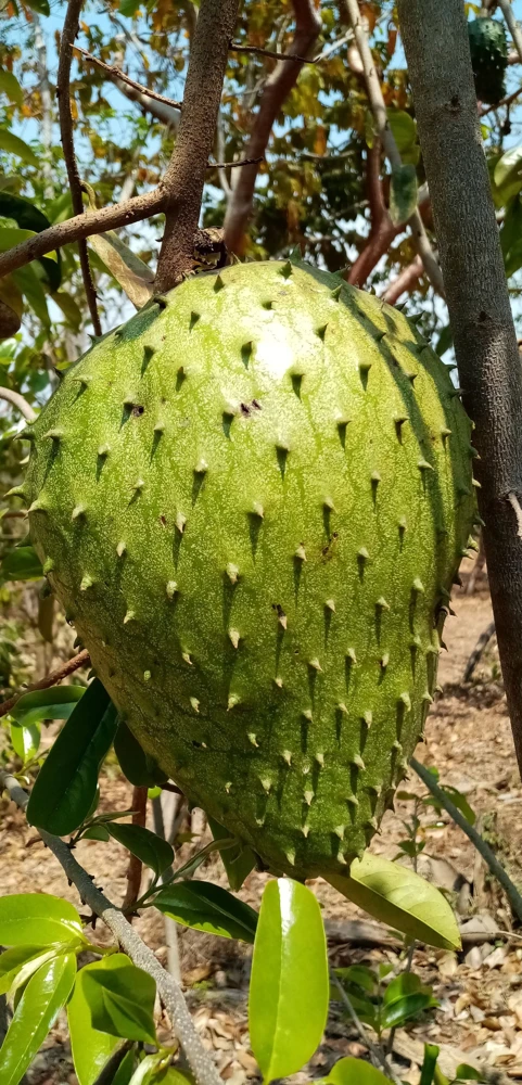 Tall Soursop Live Annona muricata Tree - Guanabana Plant 2 ft. - Image 3