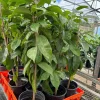 Tall Soursop Live Annona muricata Tree - Guanabana Plant 2 ft. - Image 1