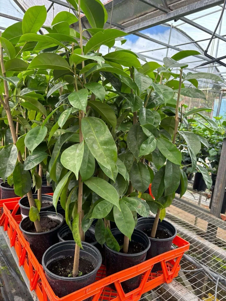 Tall Soursop Live Annona muricata Tree - Guanabana Plant 2 ft. - Image 1