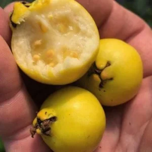Tall Yellow Strawberry Guava Live Tree - 2-3 ft - Fruiting Tropical Plant - Image 4