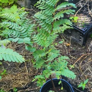 Tamarind Live Fruit Tree (Tamarindus indica) - Tropical Edible Fruit Plant 10-24 Inches - Image 3