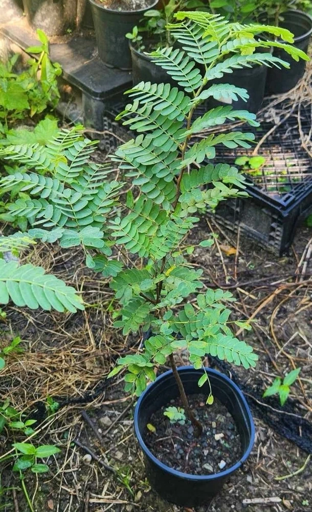 Tamarind Live Fruit Tree (Tamarindus indica) - Tropical Edible Fruit Plant 10-24 Inches - Image 3