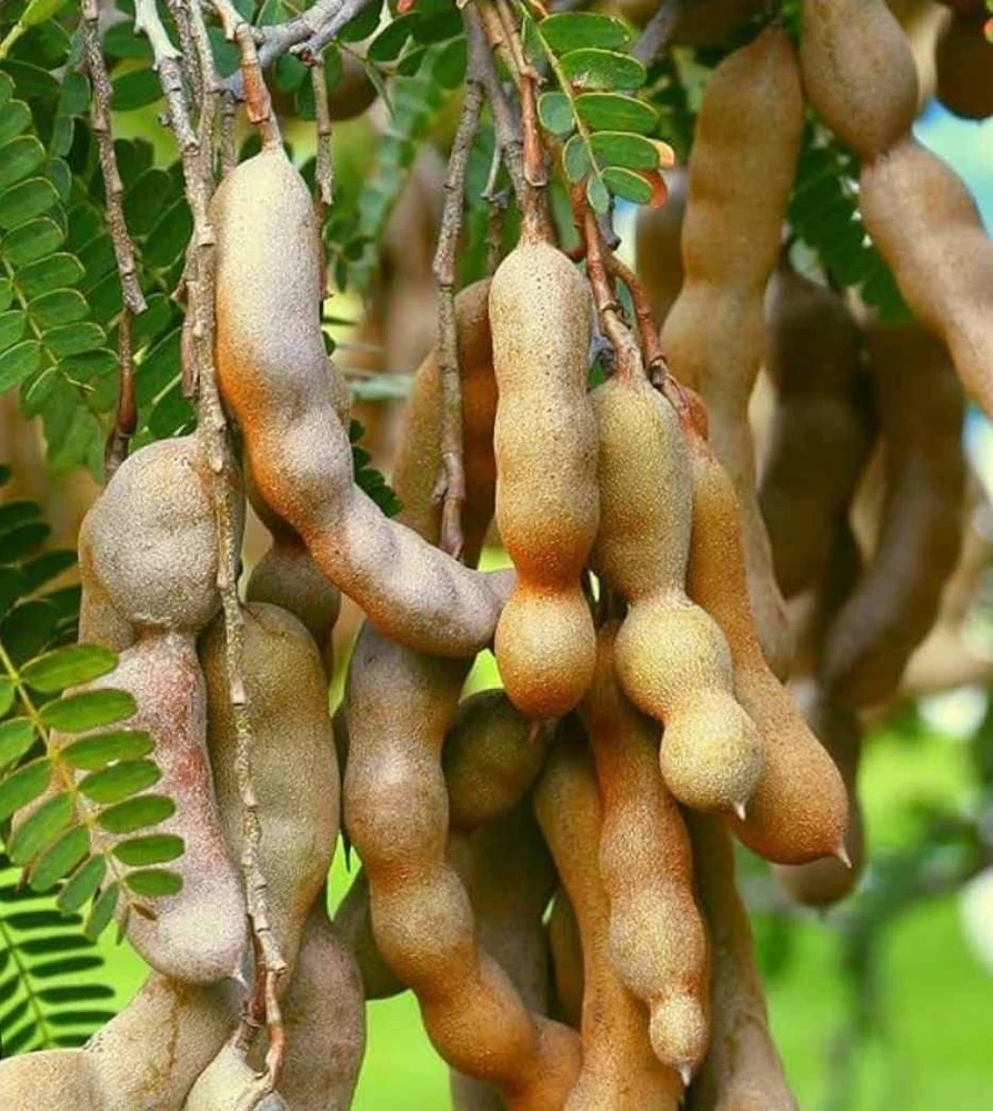 Tamarind Live Fruit Tree (Tamarindus indica) - Tropical Edible Fruit Plant 10-24 Inches - Image 4