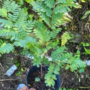 Tamarind Live Fruit Tree (Tamarindus indica) - Tropical Edible Fruit Plant 10-24 Inches - Image 5