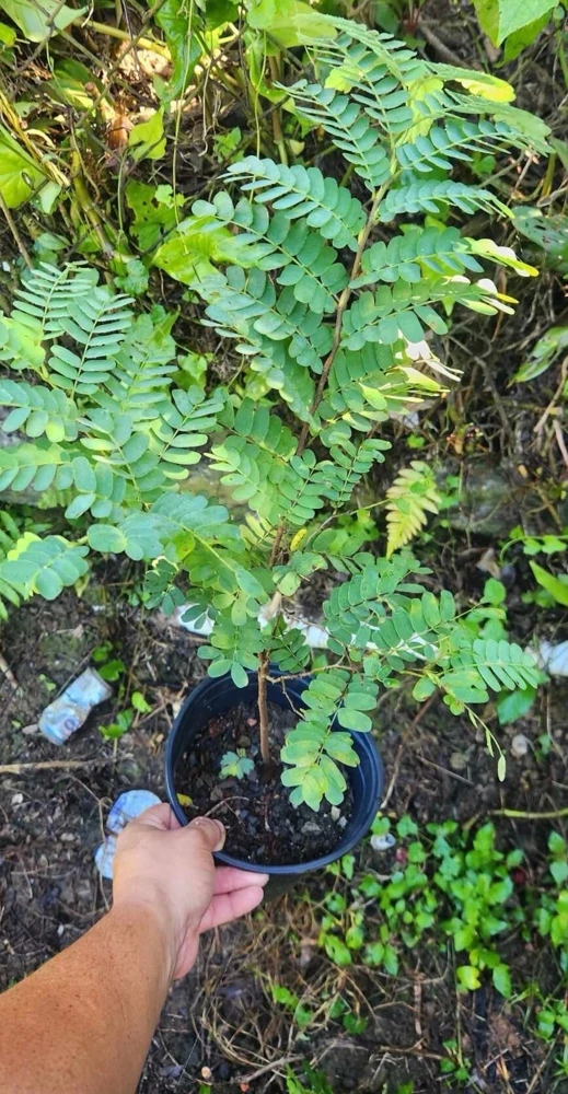 Tamarind Live Fruit Tree (Tamarindus indica) - Tropical Edible Fruit Plant 10-24 Inches - Image 5