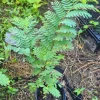 Tamarind Live Fruit Tree (Tamarindus indica) - Tropical Edible Fruit Plant 10-24 Inches - Image 1
