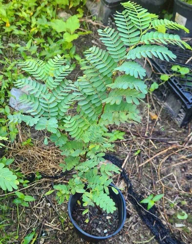 Tamarind Live Fruit Tree (Tamarindus indica) - Tropical Edible Fruit Plant 10-24 Inches - Image 1