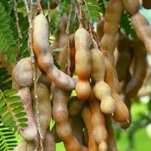 Tamarind Tree Live Plant – Tamarindus indica – 2-3 Feet Tall – Fruit Bearing - Image 3