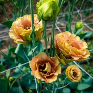 Terracotta Lisianthus Plug Plants - Live Eustoma Flowers - Set of 2 - Image 3