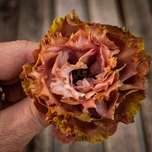 Terracotta Lisianthus Plug Plants - Live Eustoma Flowers - Set of 2 - Image 4