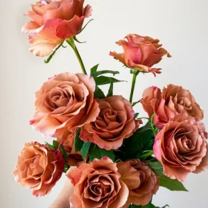 Terracotta Lisianthus Plug Plants - Live Eustoma Flowers - Set of 2 - Image 5
