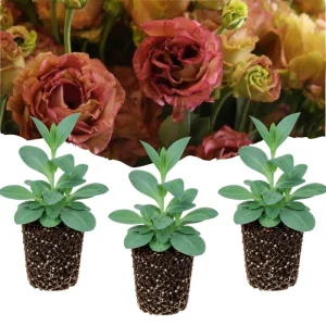 Terracotta Lisianthus Plug Plants - Live Eustoma Flowers - Set of 2 - Image 1