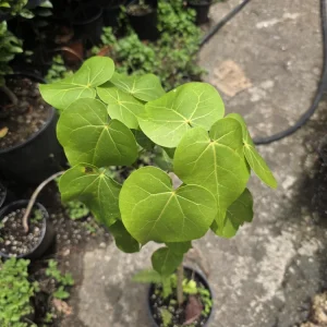 Thespesia grandiflora Live Plant – Flor de Maga Tree – Tropical Ornamental - Image 2