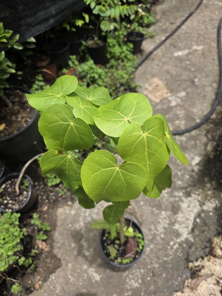 Thespesia grandiflora Live Plant – Flor de Maga Tree – Tropical Ornamental - Image 2