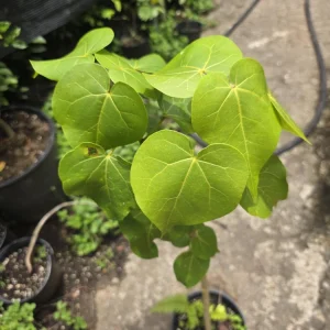 Thespesia grandiflora Live Plant – Flor de Maga Tree – Tropical Ornamental - Image 3