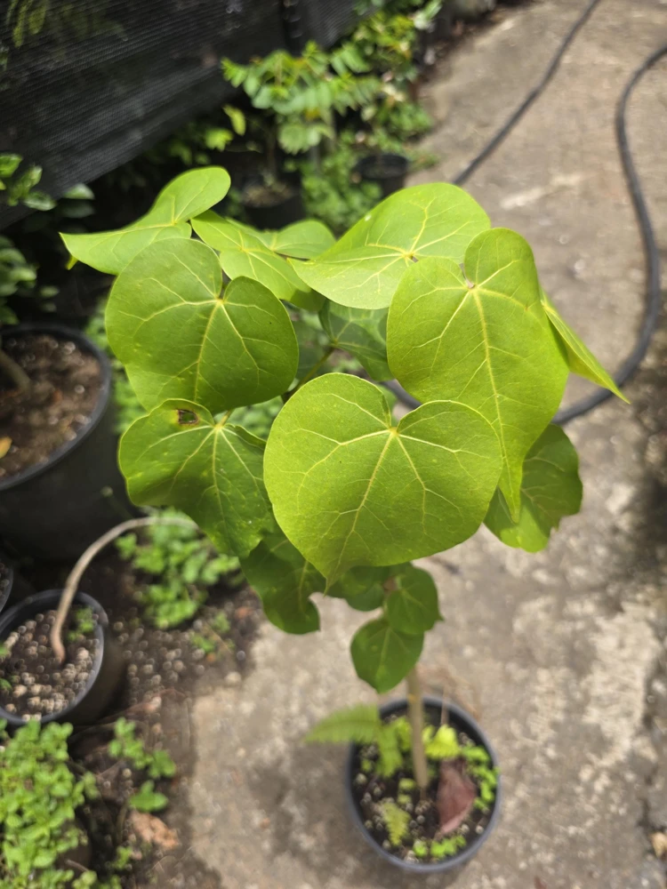 Thespesia grandiflora Live Plant – Flor de Maga Tree – Tropical Ornamental - Image 3