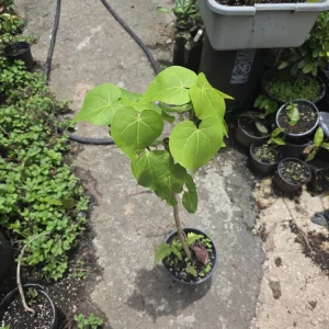 Thespesia grandiflora Live Plant – Flor de Maga Tree – Tropical Ornamental - Image 4