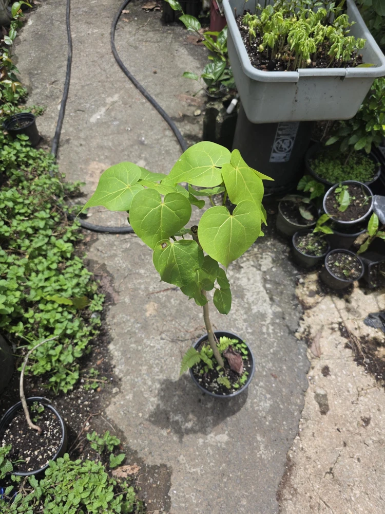 Thespesia grandiflora Live Plant – Flor de Maga Tree – Tropical Ornamental - Image 4