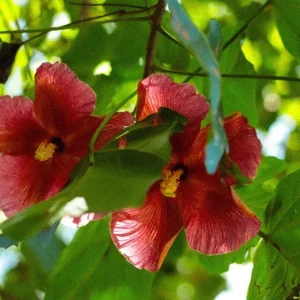 Thespesia grandiflora Live Plant – Flor de Maga Tree – Tropical Ornamental - Image 1