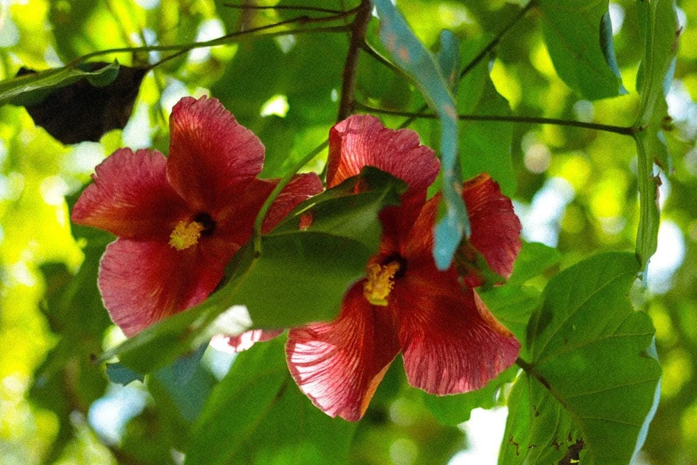 Thespesia grandiflora Live Plant – Flor de Maga Tree – Tropical Ornamental - Image 1