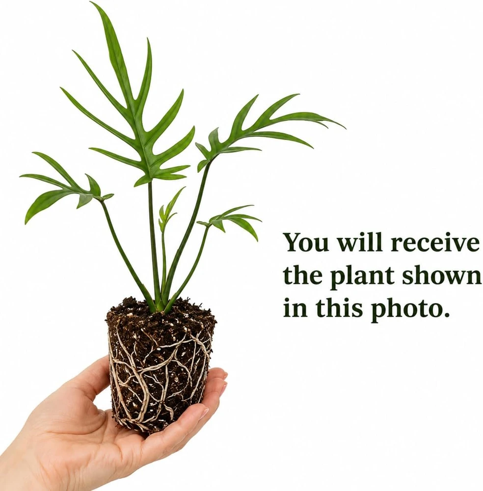 Tortum Philodendron Live Plant, 4-8 Inch Tall, Houseplant for Living Room - Image 2
