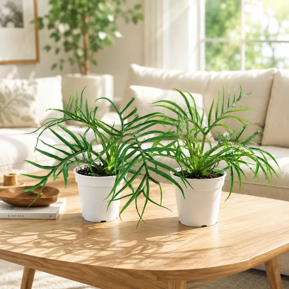 Tortum Philodendron Live Plant, 4-8 Inch Tall, Houseplant for Living Room - Image 5