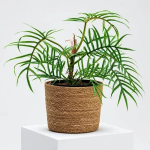 Tortum Philodendron Live Plant, 4-8 Inch Tall, Houseplant for Living Room - Image 6