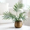 Tortum Philodendron Live Plant, 4-8 Inch Tall, Houseplant for Living Room - Image 1