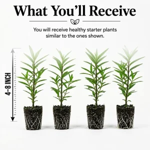 Tropical Milkweed Live Plants 4-Pack, Asclepias Orange Red Flower, 4-8 Inch Tall - Image 2