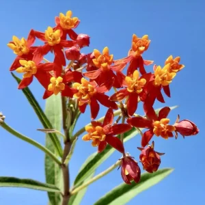 Tropical Milkweed Live Plants 4-Pack, Asclepias Orange Red Flower, 4-8 Inch Tall - Image 4