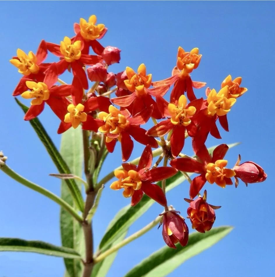Tropical Milkweed Live Plants 4-Pack, Asclepias Orange Red Flower, 4-8 Inch Tall - Image 4