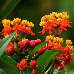 Tropical Milkweed Live Plants 4-Pack, Asclepias Orange Red Flower, 4-8 Inch Tall - Image 5