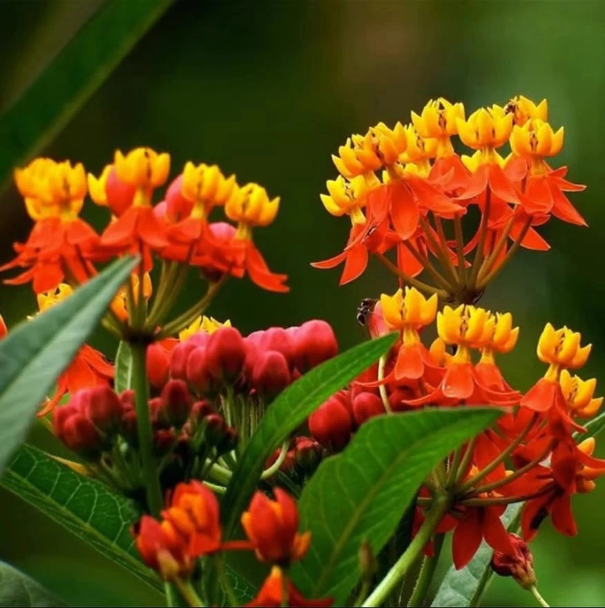 Tropical Milkweed Live Plants 4-Pack, Asclepias Orange Red Flower, 4-8 Inch Tall - Image 5