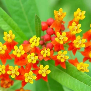 Tropical Milkweed Live Plants 4-Pack, Asclepias Orange Red Flower, 4-8 Inch Tall - Image 6