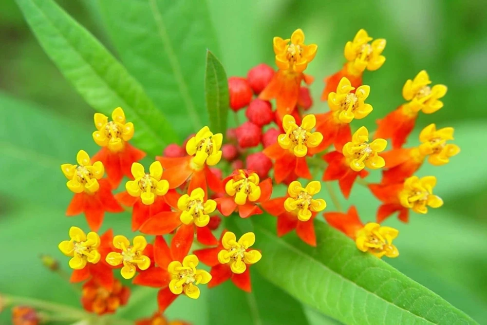 Tropical Milkweed Live Plants 4-Pack, Asclepias Orange Red Flower, 4-8 Inch Tall - Image 6