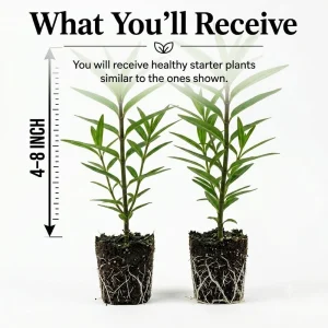 Tropical Milkweed Live Plants - Set of 2, 4-8 Inch, Outdoor Perennial - Image 2