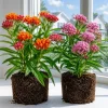 Tropical Milkweed Live Plants - Set of 2, 4-8 Inch, Outdoor Perennial - Image 1