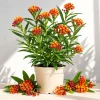 Tropical Milkweed Plants Live - Set of 2, 4-8 Inch Tall, Orange Red Flowers, Perennial Outdoor - Image 1
