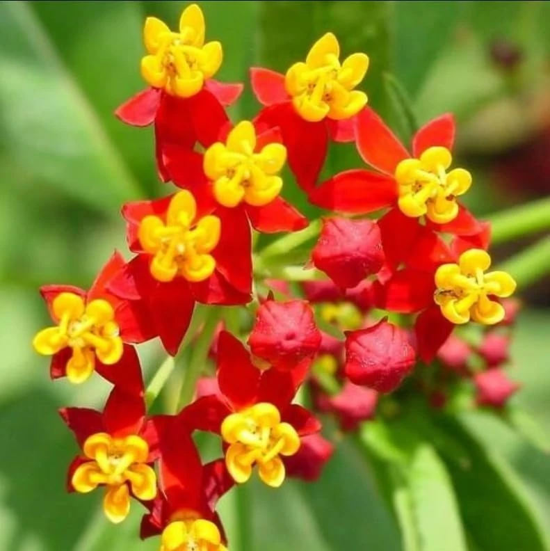 Tropical Milkweed Plants Live - Set of 2, 4-8 Inch Tall, Orange Red Flowers, Perennial Outdoor - Image 7