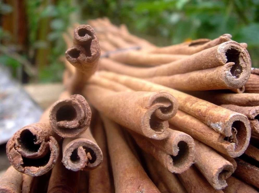 True Cinnamon Tree Live Plant (Cinnamomum verum) 2-3ft Tall - Grow Your Own Spice - Image 3