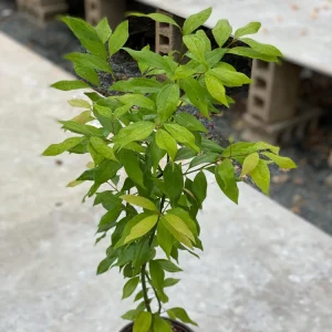 True Cinnamon Tree Live Plant (Cinnamomum verum) 2-3ft Tall - Grow Your Own Spice - Image 5