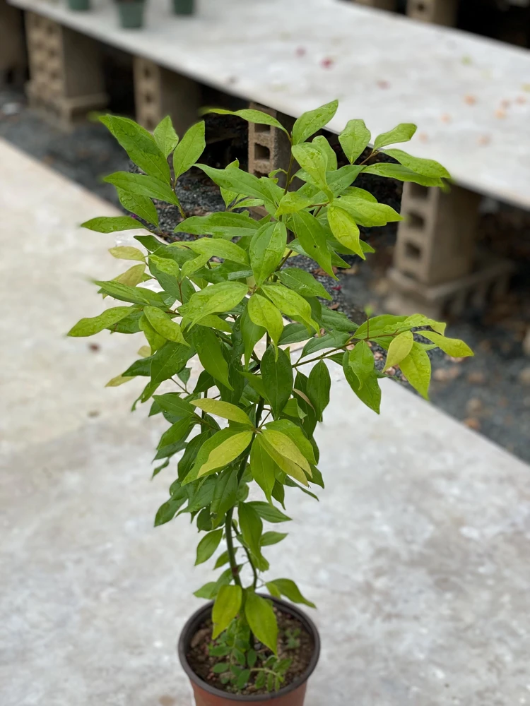 True Cinnamon Tree Live Plant (Cinnamomum verum) 2-3ft Tall - Grow Your Own Spice - Image 5