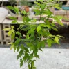 True Cinnamon Tree Live Plant (Cinnamomum verum) 2-3ft Tall - Grow Your Own Spice - Image 1