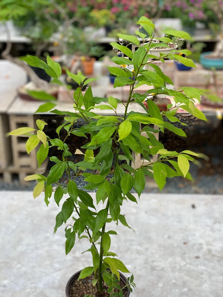 True Cinnamon Tree Live Plant (Cinnamomum verum) 2-3ft Tall - Grow Your Own Spice - Image 1