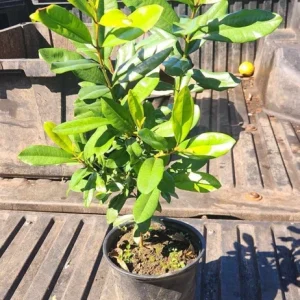 West Indian Bay Tree Live Plant 2-3ft - Tropical Malagueta Herb - Image 2