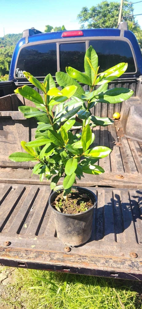 West Indian Bay Tree Live Plant 2-3ft - Tropical Malagueta Herb - Image 2