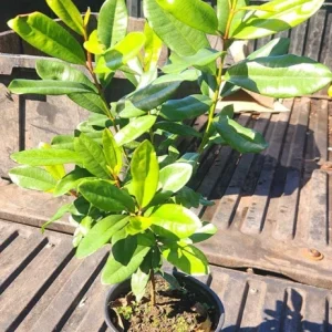 West Indian Bay Tree Live Plant 2-3ft - Tropical Malagueta Herb - Image 3