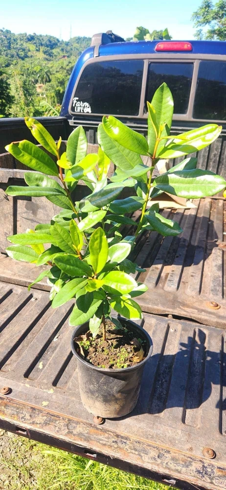 West Indian Bay Tree Live Plant 2-3ft - Tropical Malagueta Herb - Image 3
