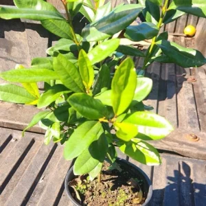 West Indian Bay Tree Live Plant 2-3ft - Tropical Malagueta Herb - Image 4