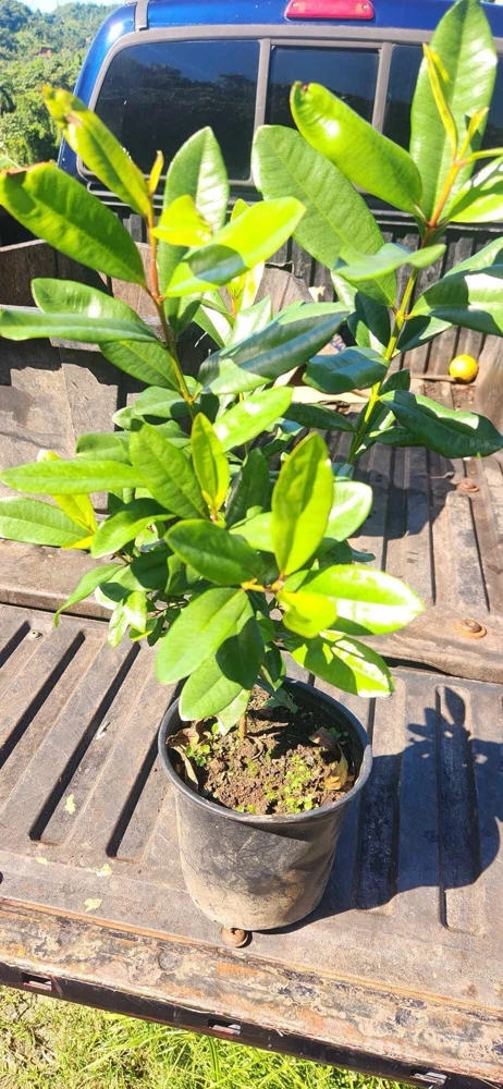 West Indian Bay Tree Live Plant 2-3ft - Tropical Malagueta Herb - Image 4